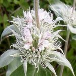 MAY NP - Hoary Mountain Mint