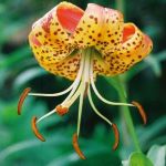 MAY NP - Turk's Cap Lily